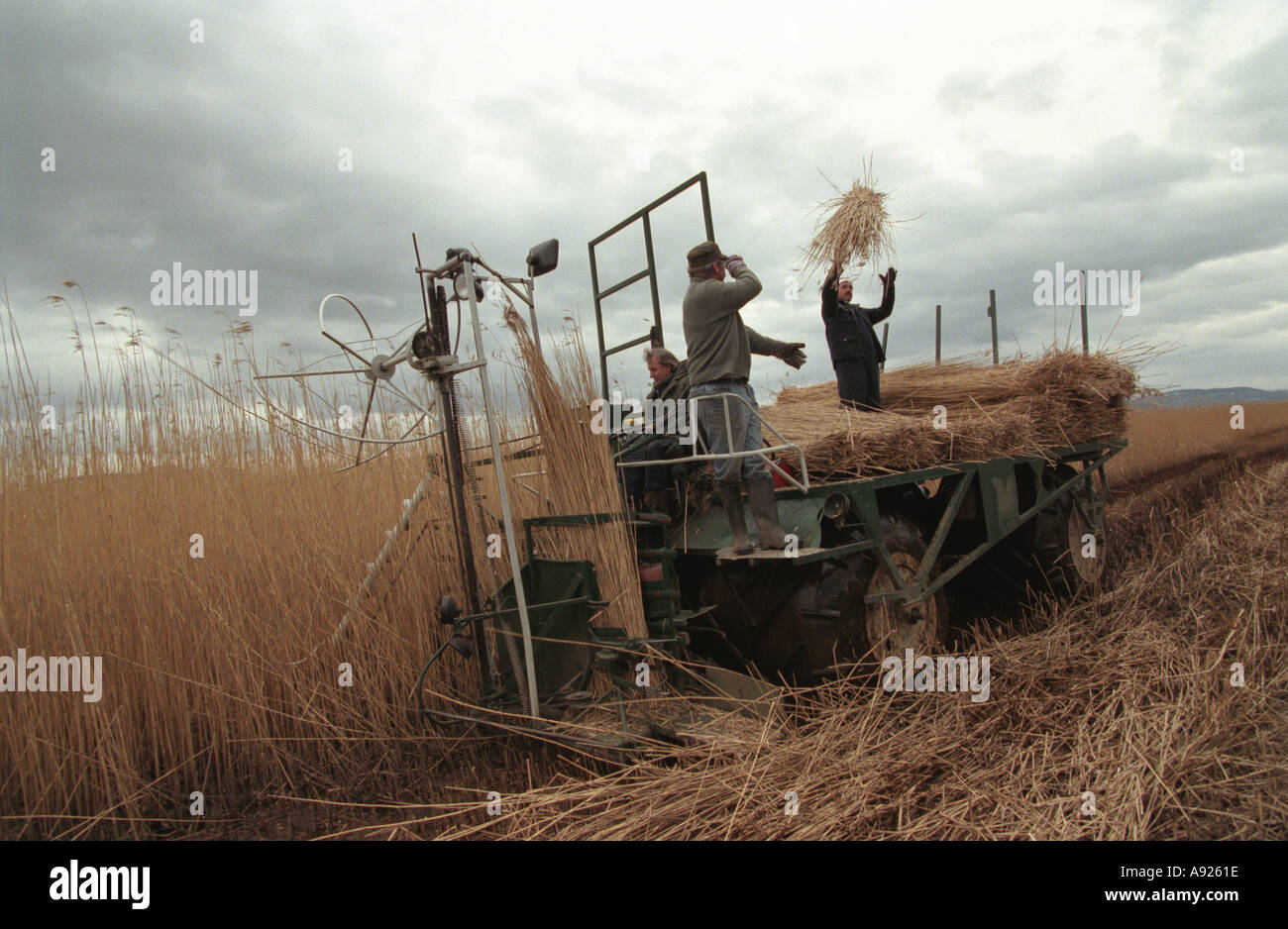 Harvesting Reed Beds on the River Tay near Dundee Scotland The Reeds