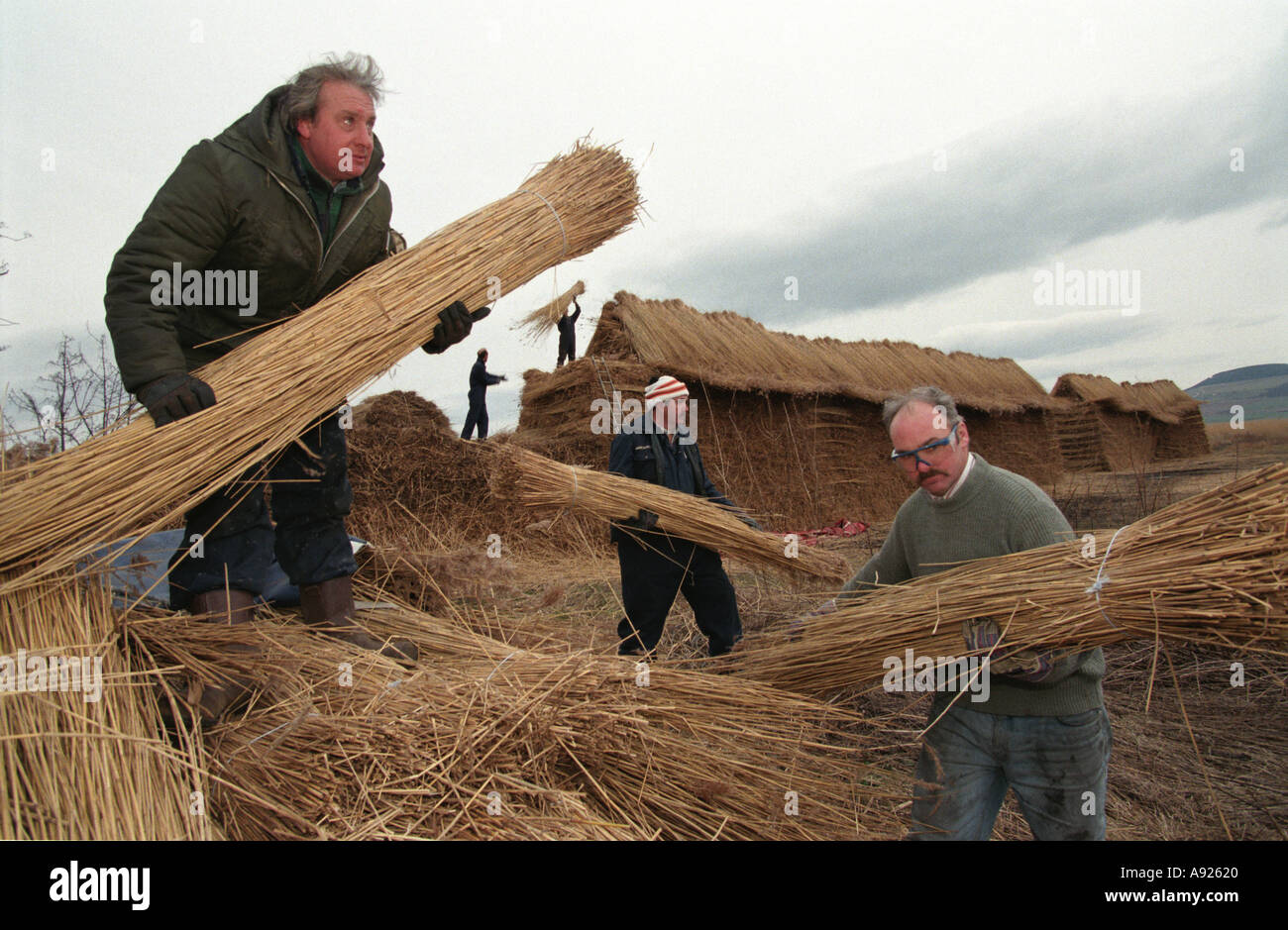 Harvesting Reed Beds on the River Tay near Dundee Scotland The Reeds