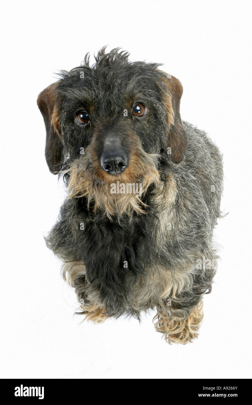 wirehaired dachshund cut out Stock Photo Alamy