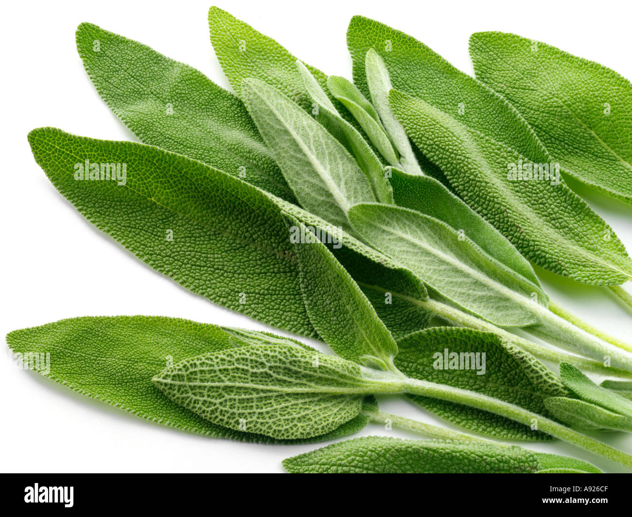 SAGE Stock Photo