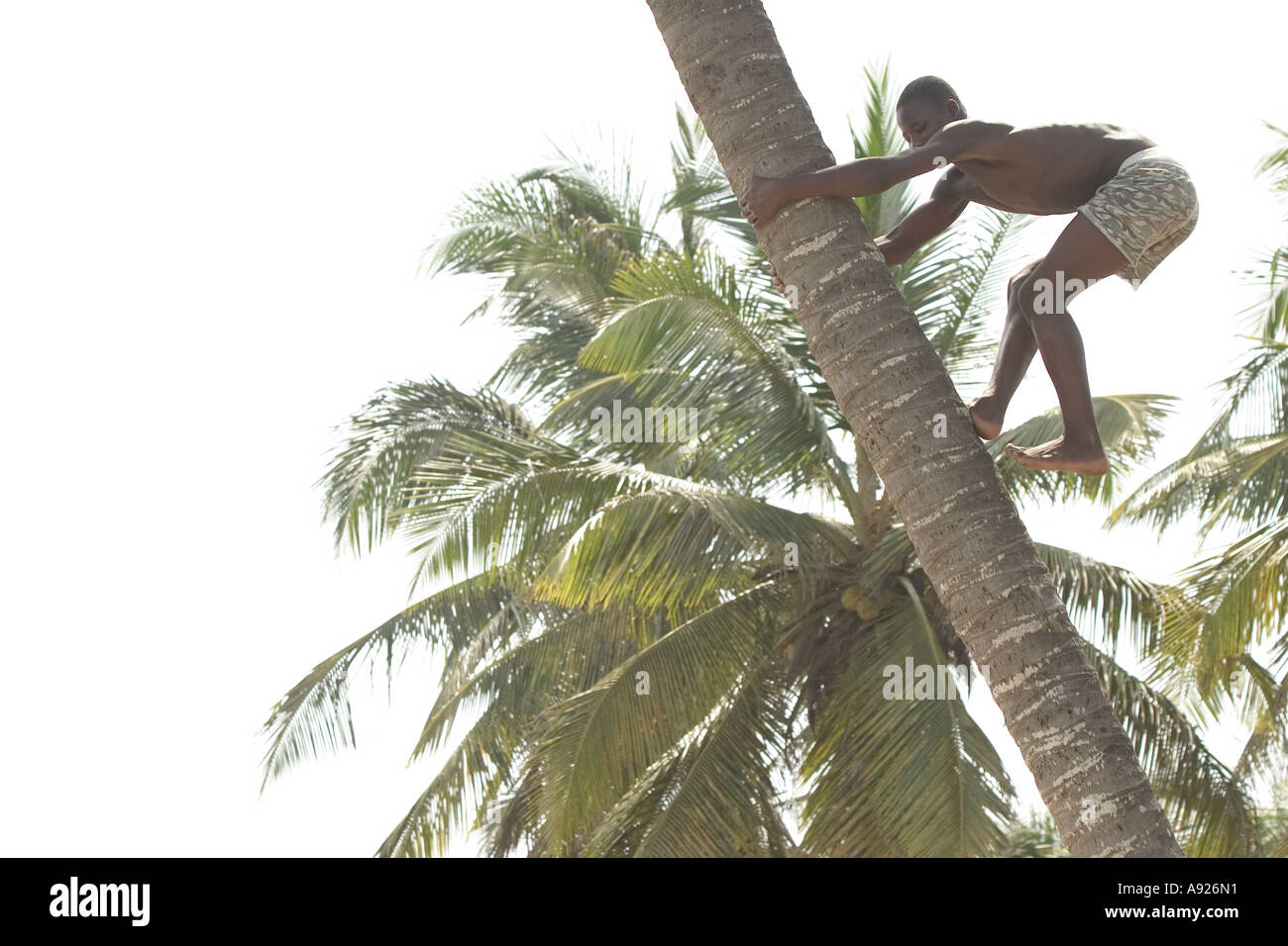 Boy climbing coconut tree Ghana West Africa Stock Photo