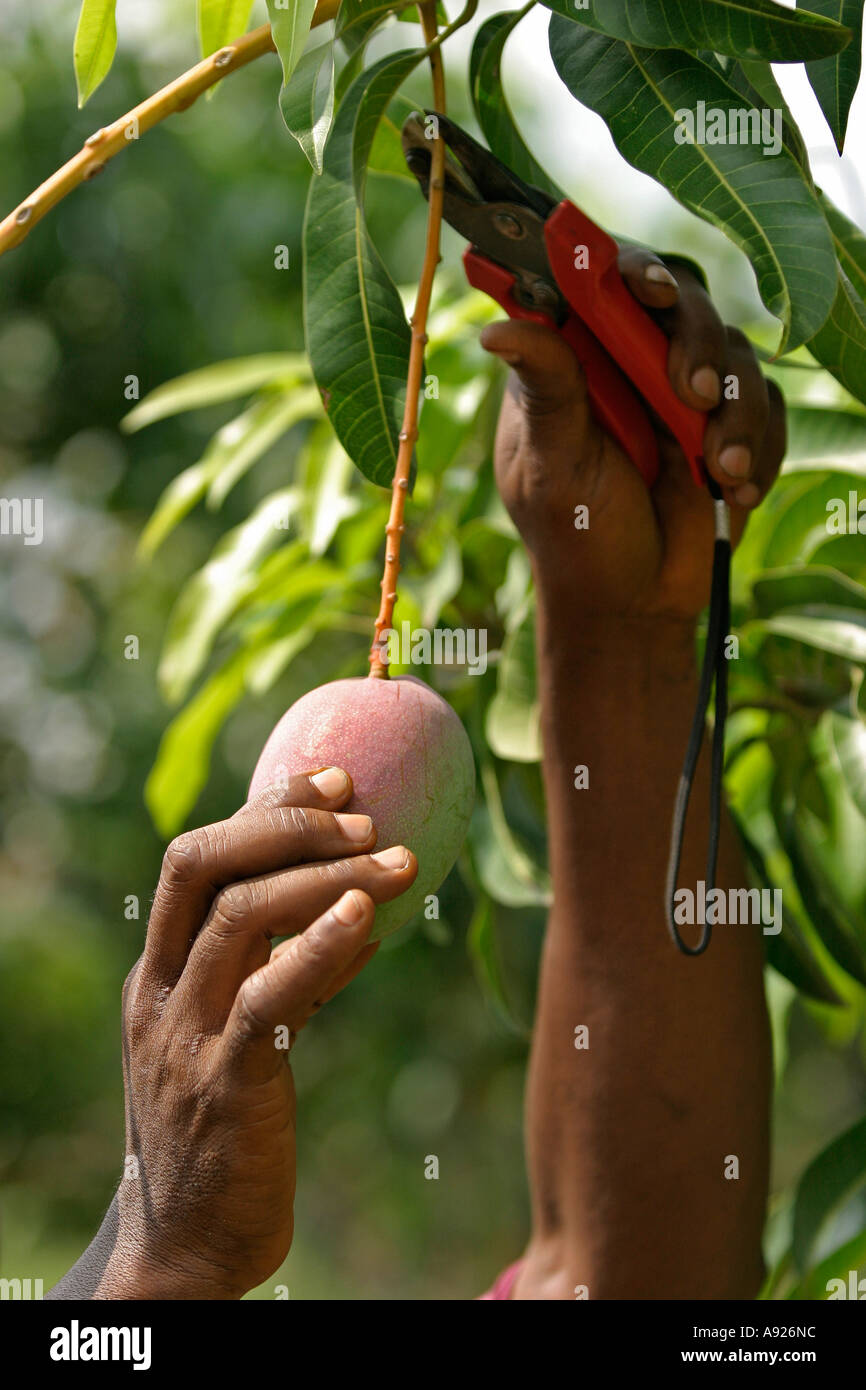Mango Picking Stock Photos & Mango Picking Stock Images Alamy