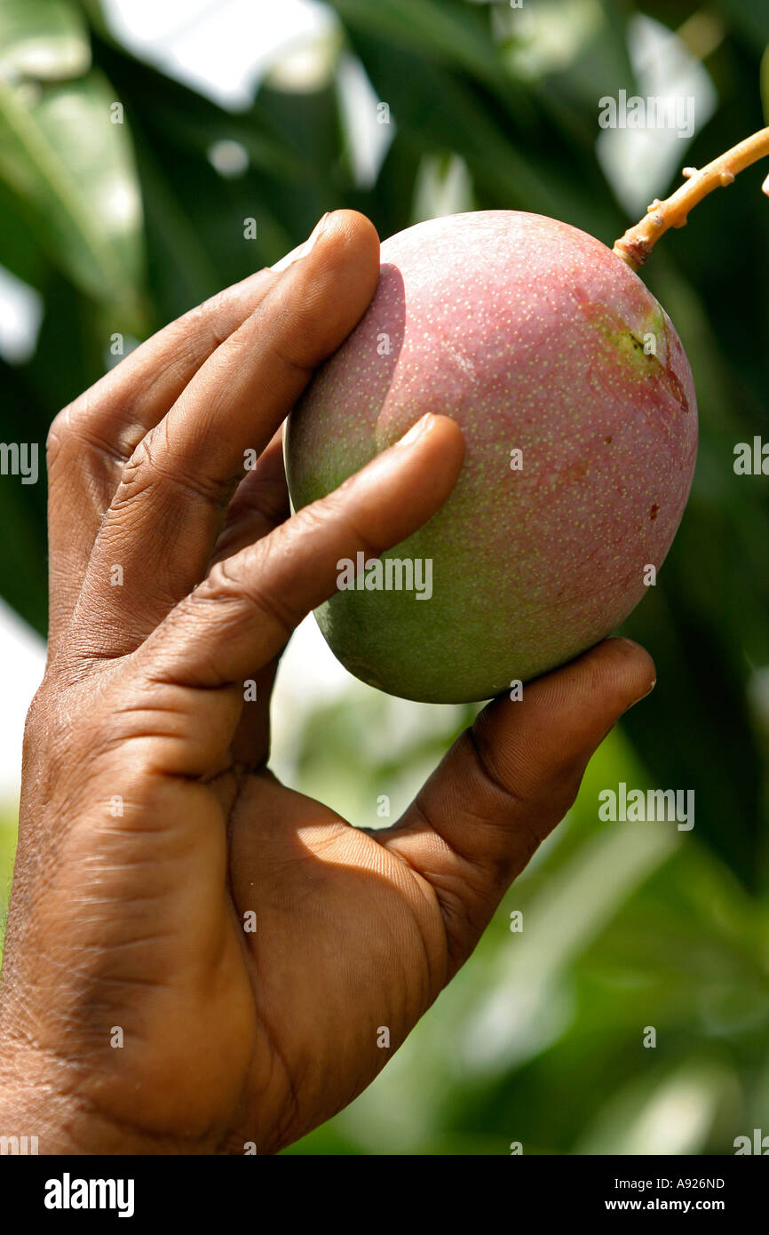 Mango Picking High Resolution Stock Photography and Images Alamy