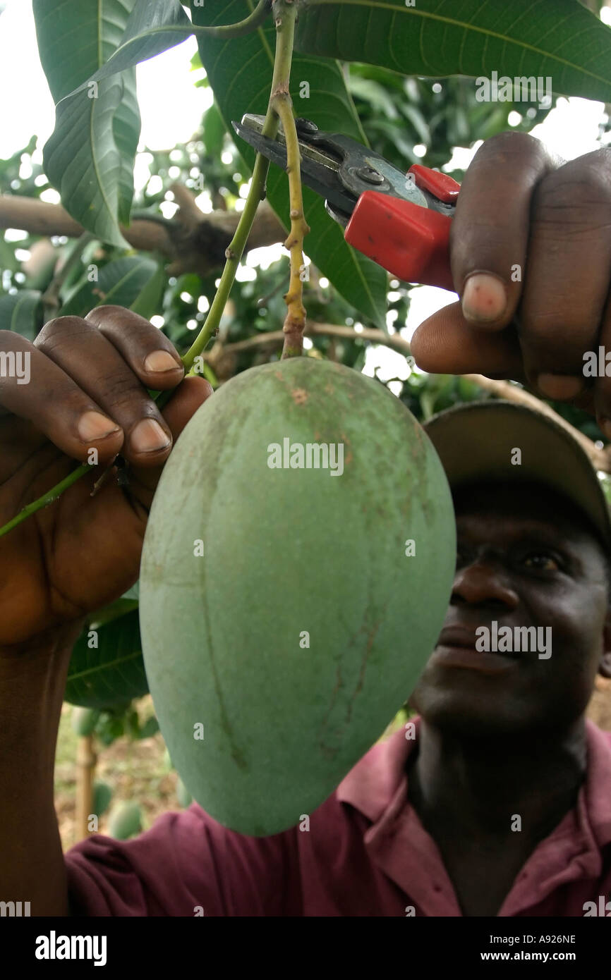 Farm produce in ghana hires stock photography and images Alamy