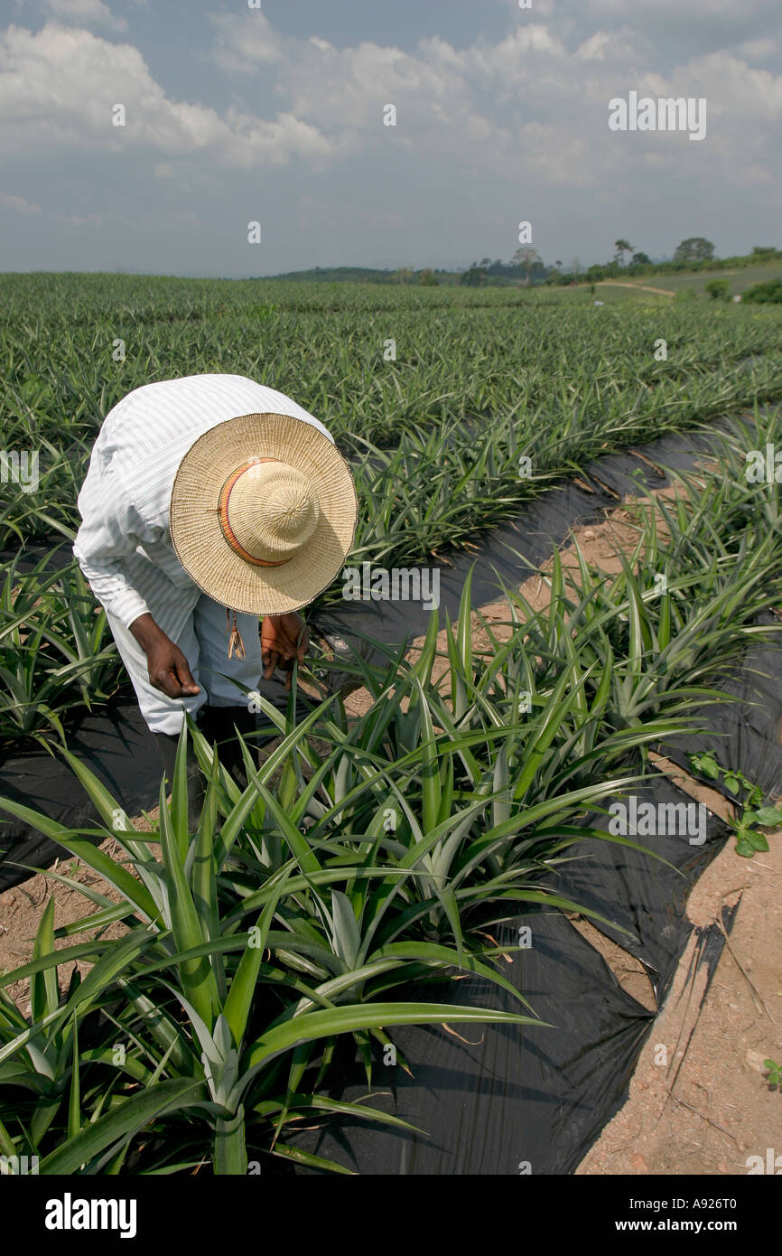 Pineapple plantation worker hires stock photography and images Alamy