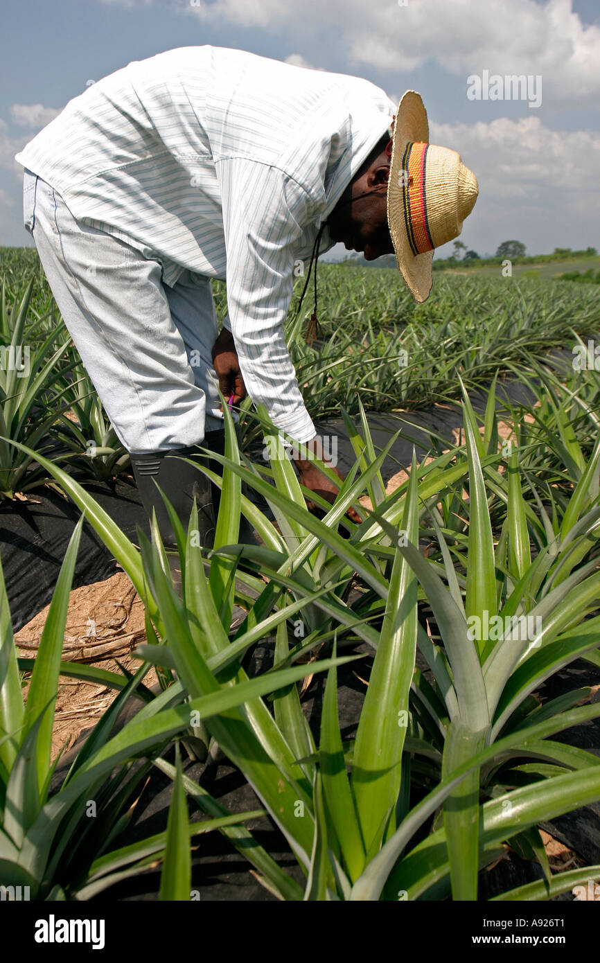 Pineapple plantation worker hires stock photography and images Alamy