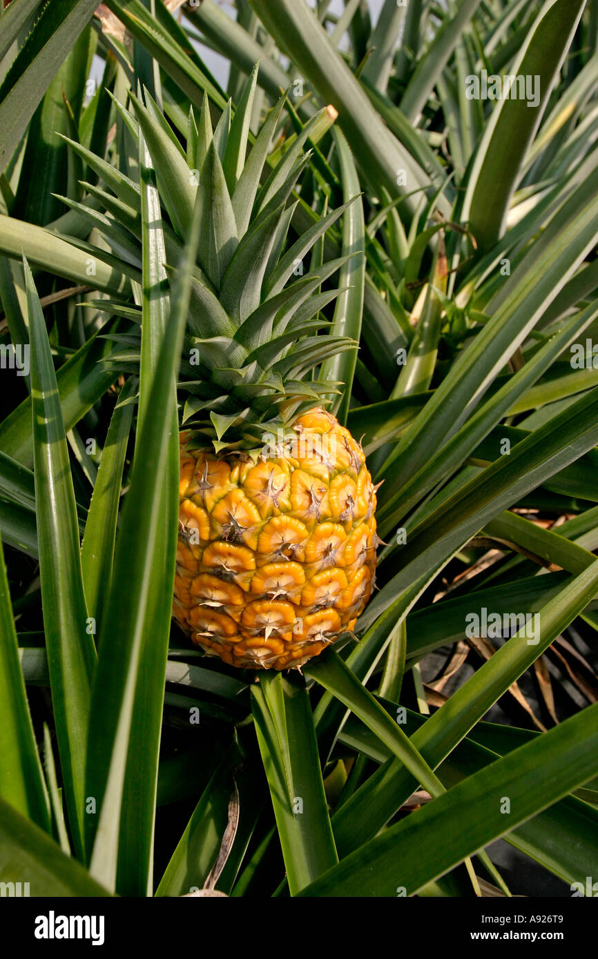Extra Sweet MD2 variety pineapple on plant Stock Photo