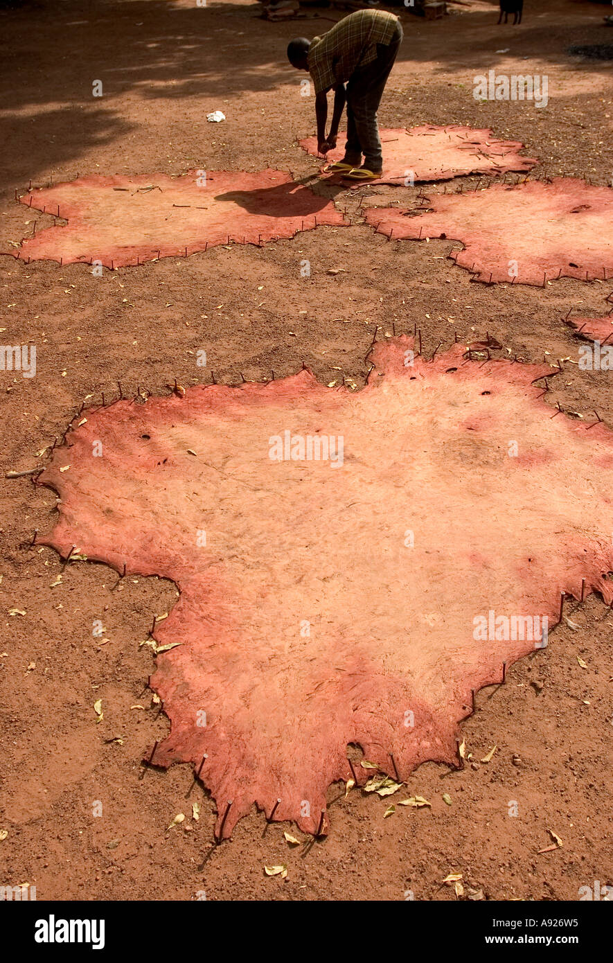 Cow hides drying in the sun at tannery Tamale Northern Ghana West