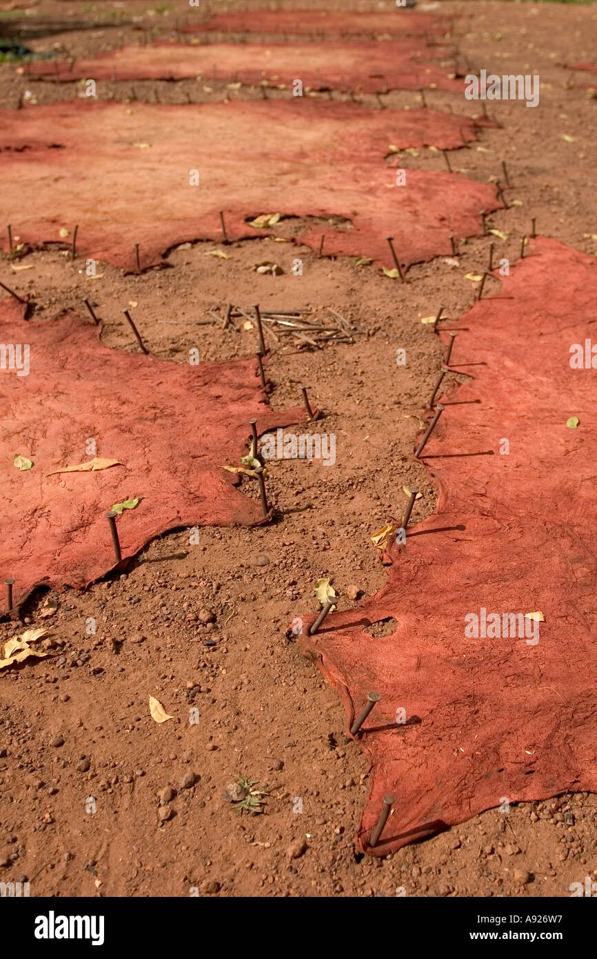 Cow hides drying in the sun at tannery Tamale Northern Ghana West
