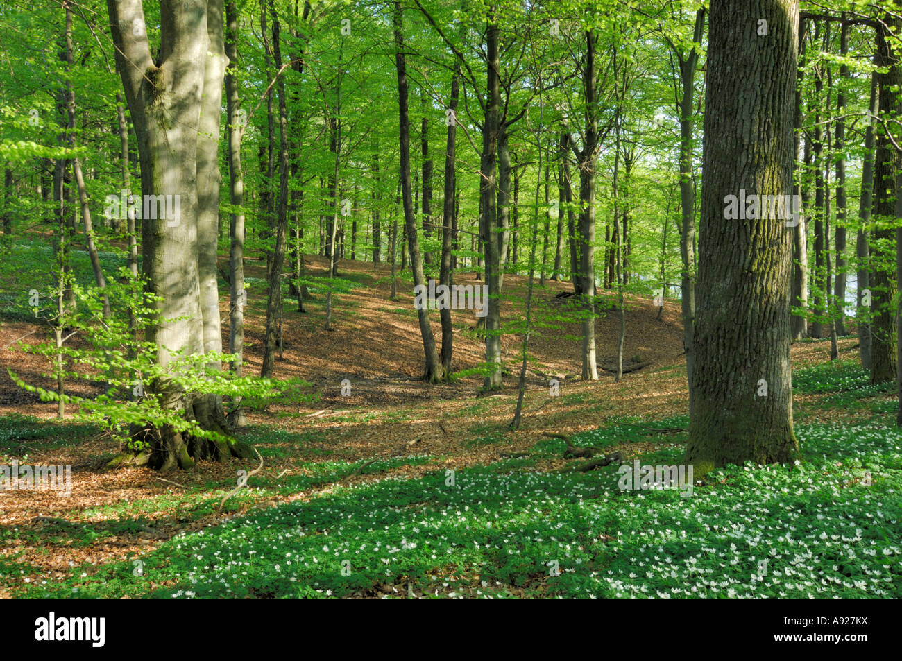 Beech forest at springtime Stock Photo