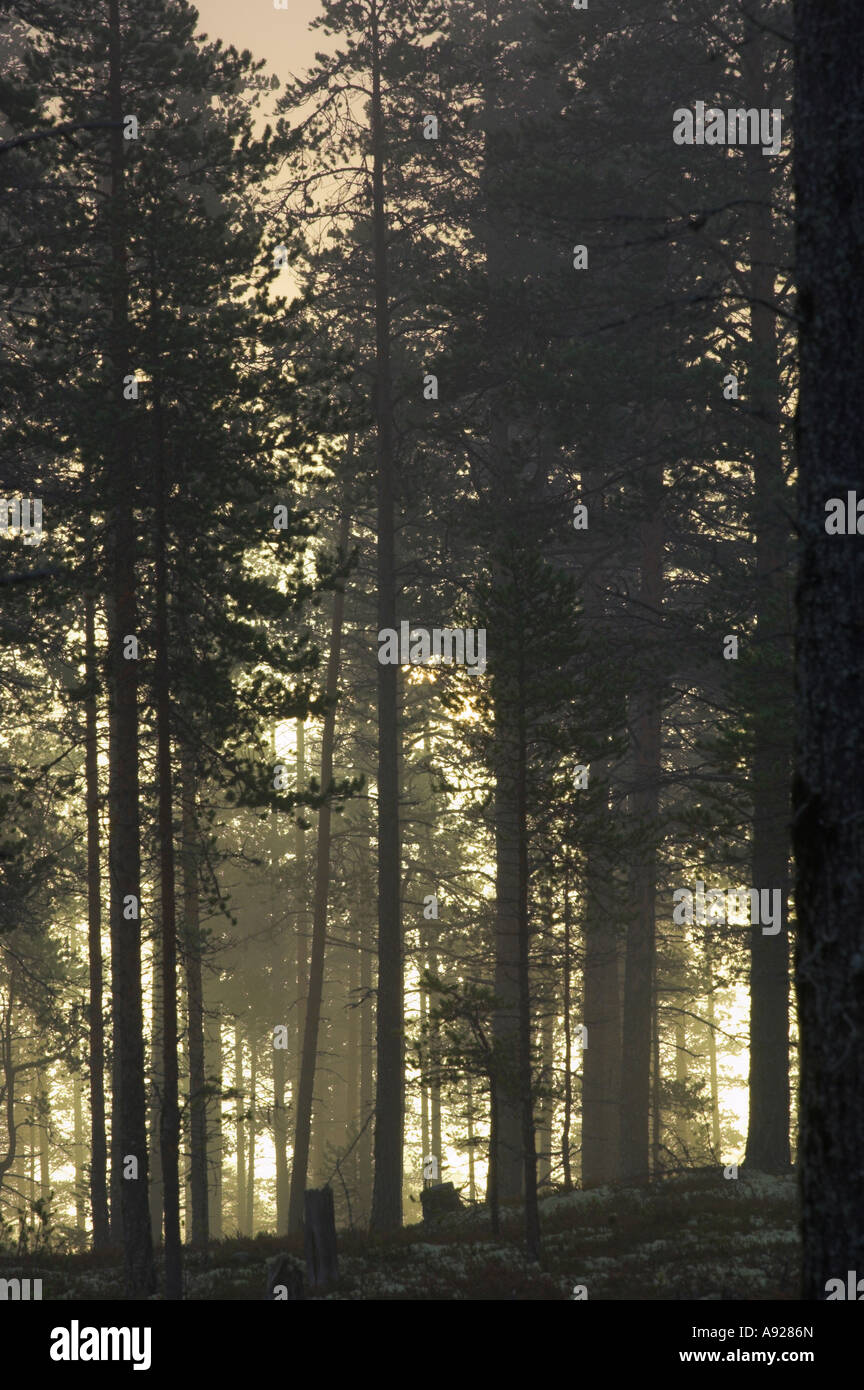 Light inside forest Stock Photo