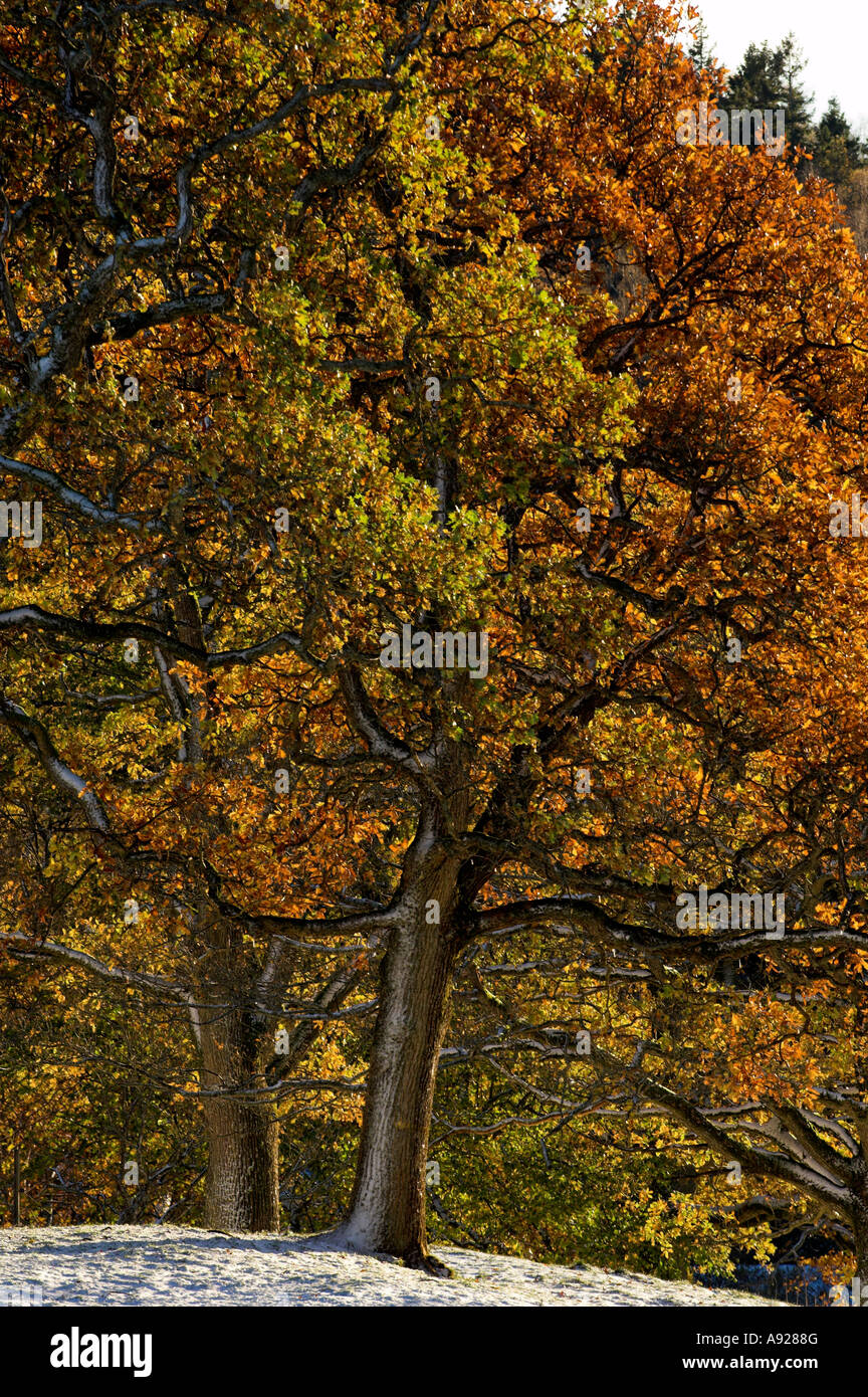 Trees autumn nature hi-res stock photography and images - Alamy