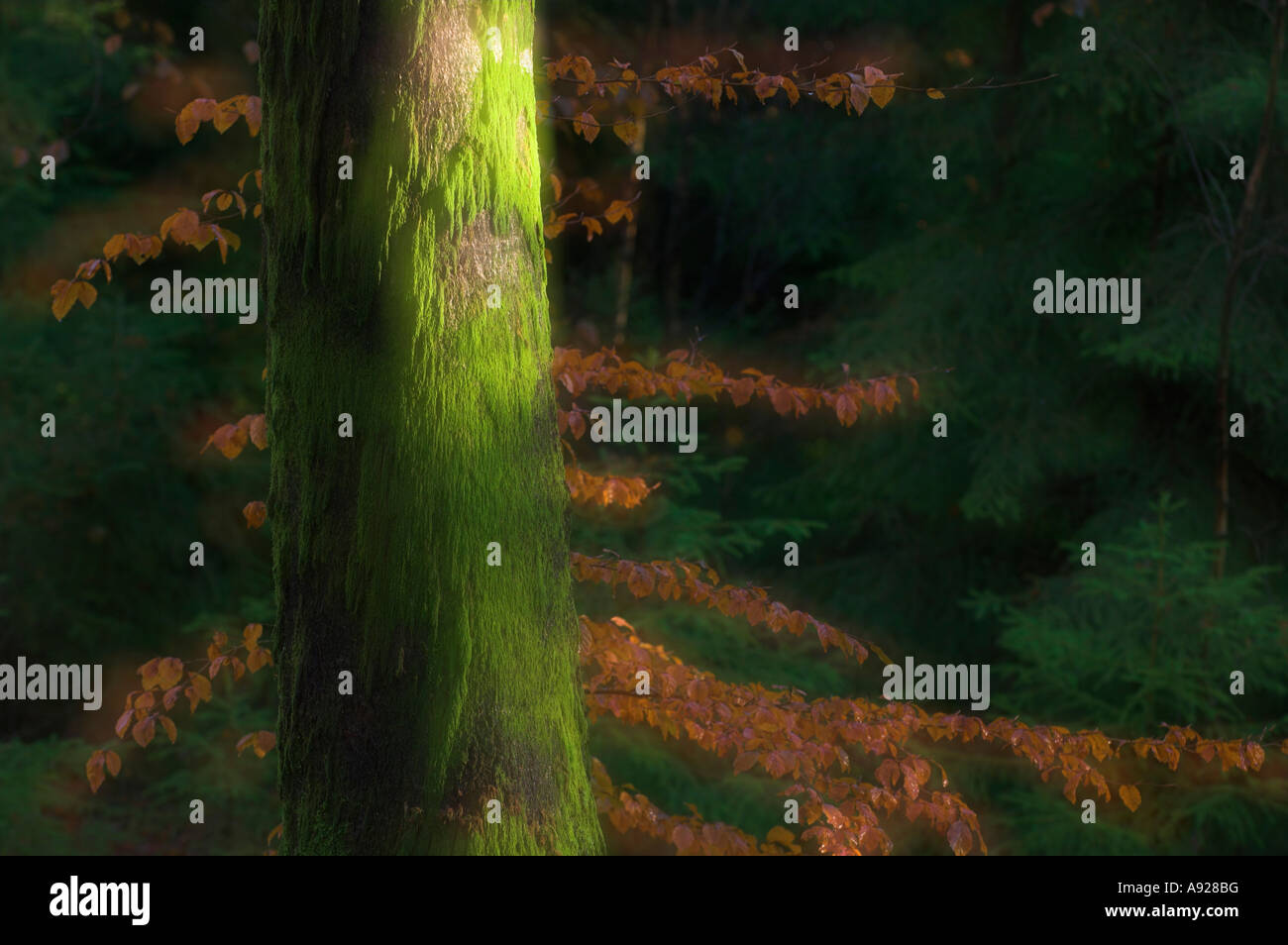 Autumn in forest hi-res stock photography and images - Alamy