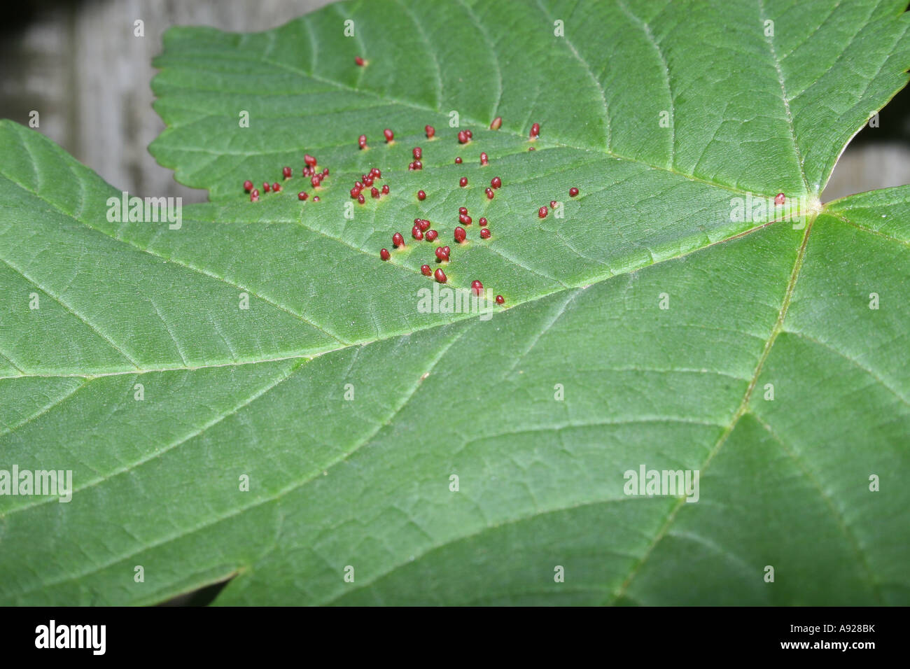 diseased leaf Stock Photo
