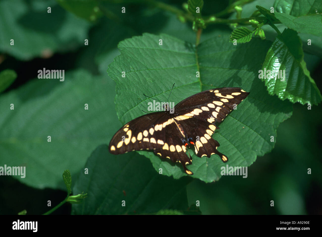 Giant Swallowtail Butterfly Bronx Zoo Stock Photo
