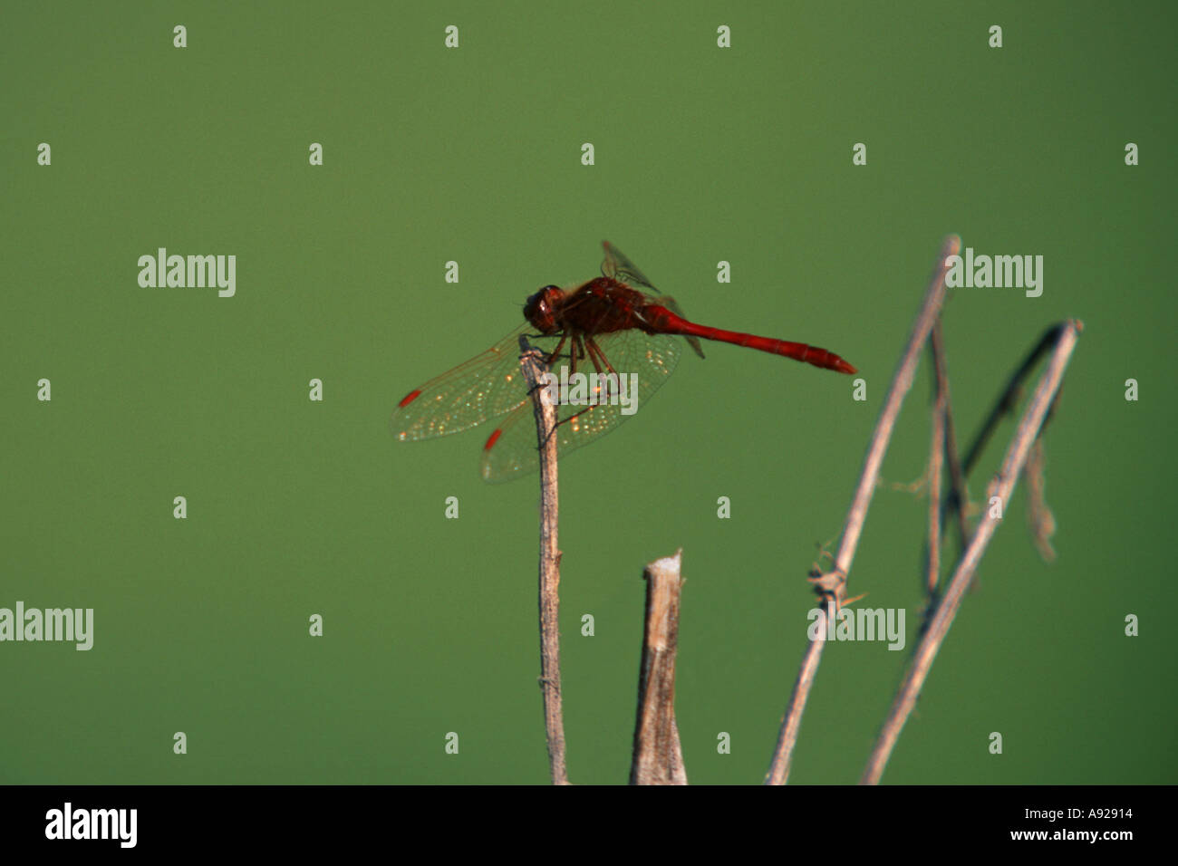 Globe Skimmer Dragonfly Ninepipes Wildlife Refuge Montana Stock Photo
