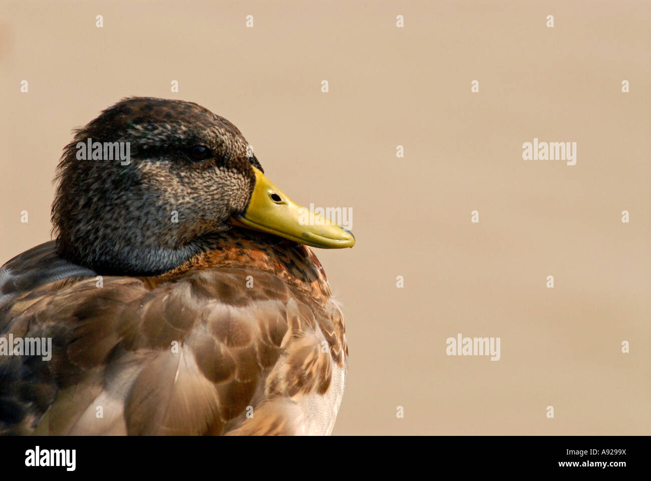 Mallard duck Stock Photo