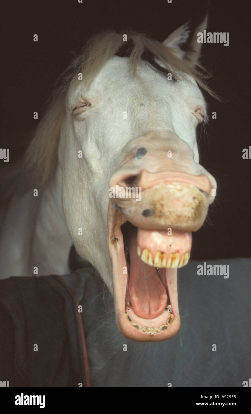 laughing sneezing horse Stock Photo Alamy