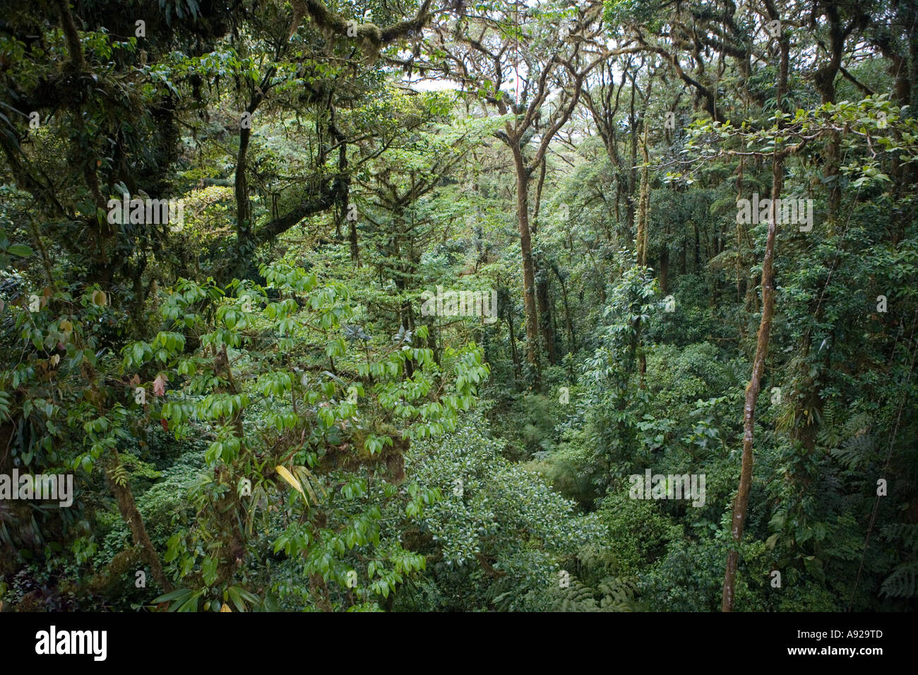 Cloud Forest at Monteverde, Costa Rica. Stock Photo