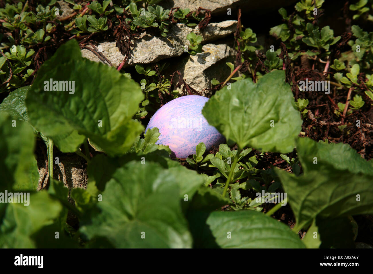 Hidden Easter Eggs Stock Photo Alamy
