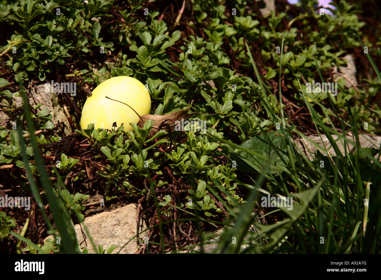 Hidden Easter Eggs Stock Photo Alamy