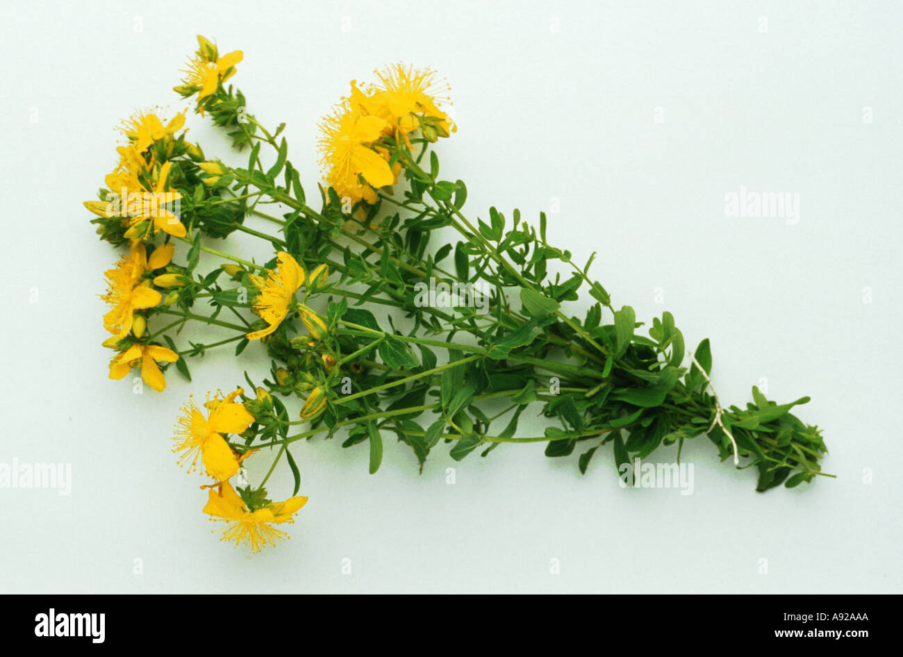 St John's wort, Hypericum perforatum, also known as Tipton's weed
