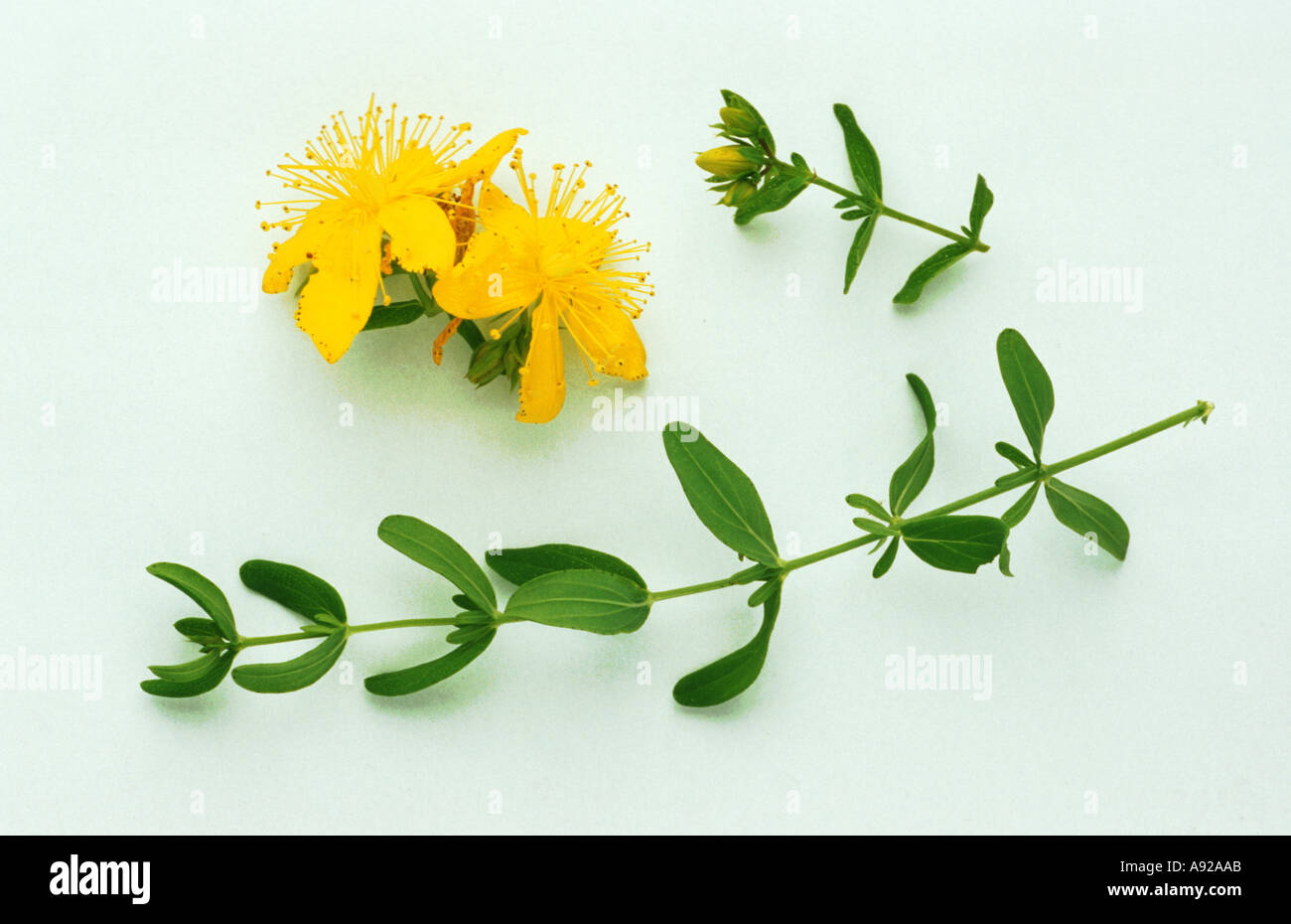 St John's wort, Hypericum perforatum, also known as Tipton's weed