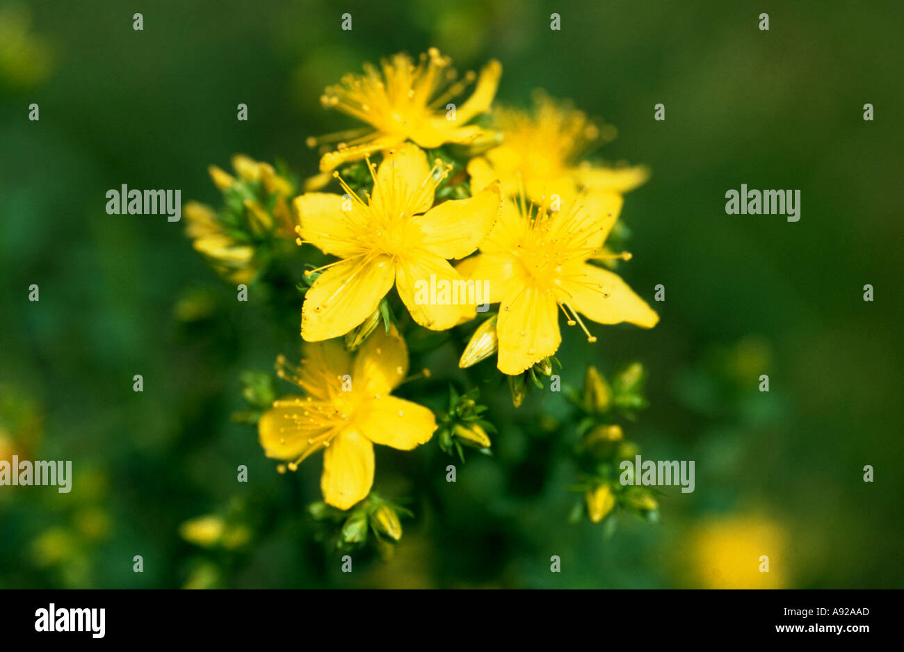 St John's wort, Hypericum perforatum, also known as Tipton's weed
