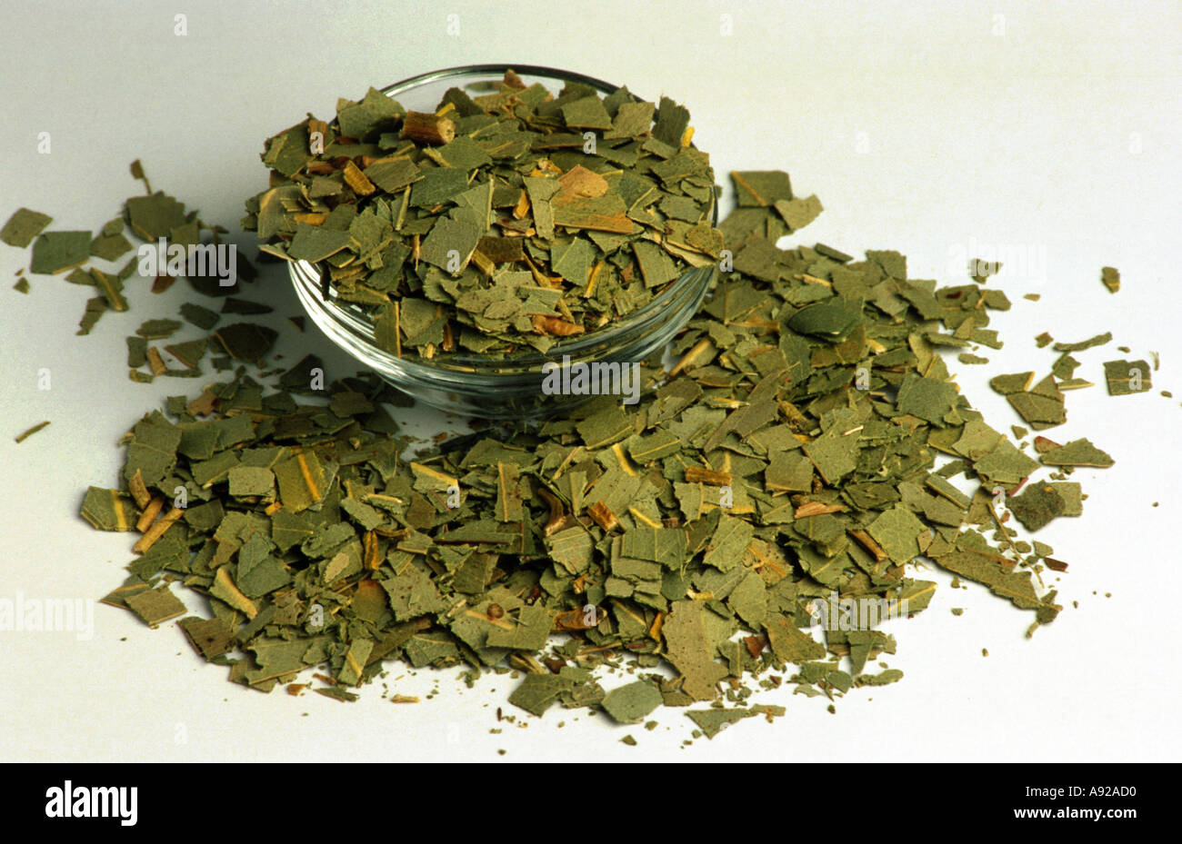 Medicinal Plant Eukalyptus Eucalyptus Globulus Dry Dried Leaves Stock