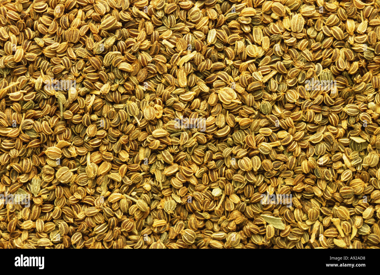 Medicinal plant Celery seed Apium graveolens Sellerie Selleriesamen