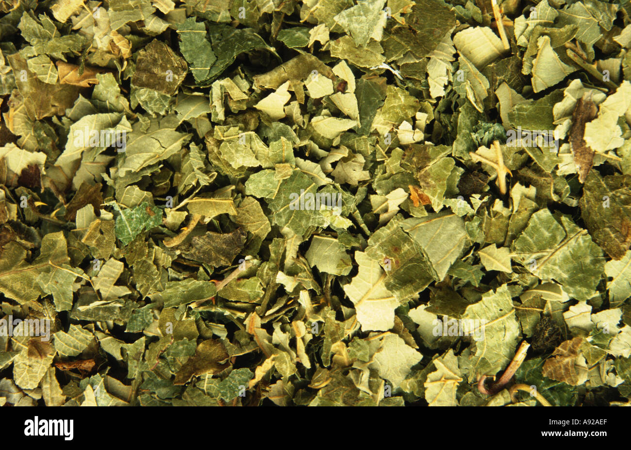 Medicinal plant Blackberry Brombeere dry dried leaves Rubus fruticosus Stock Photo Alamy