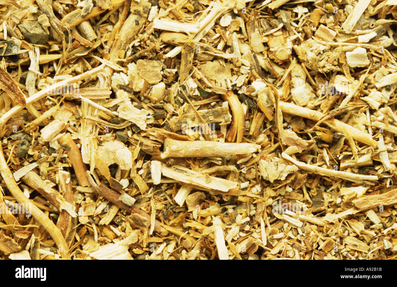 Medicinal plant Sarsaparille Sarsaparilla Smilax utilis roots Stock