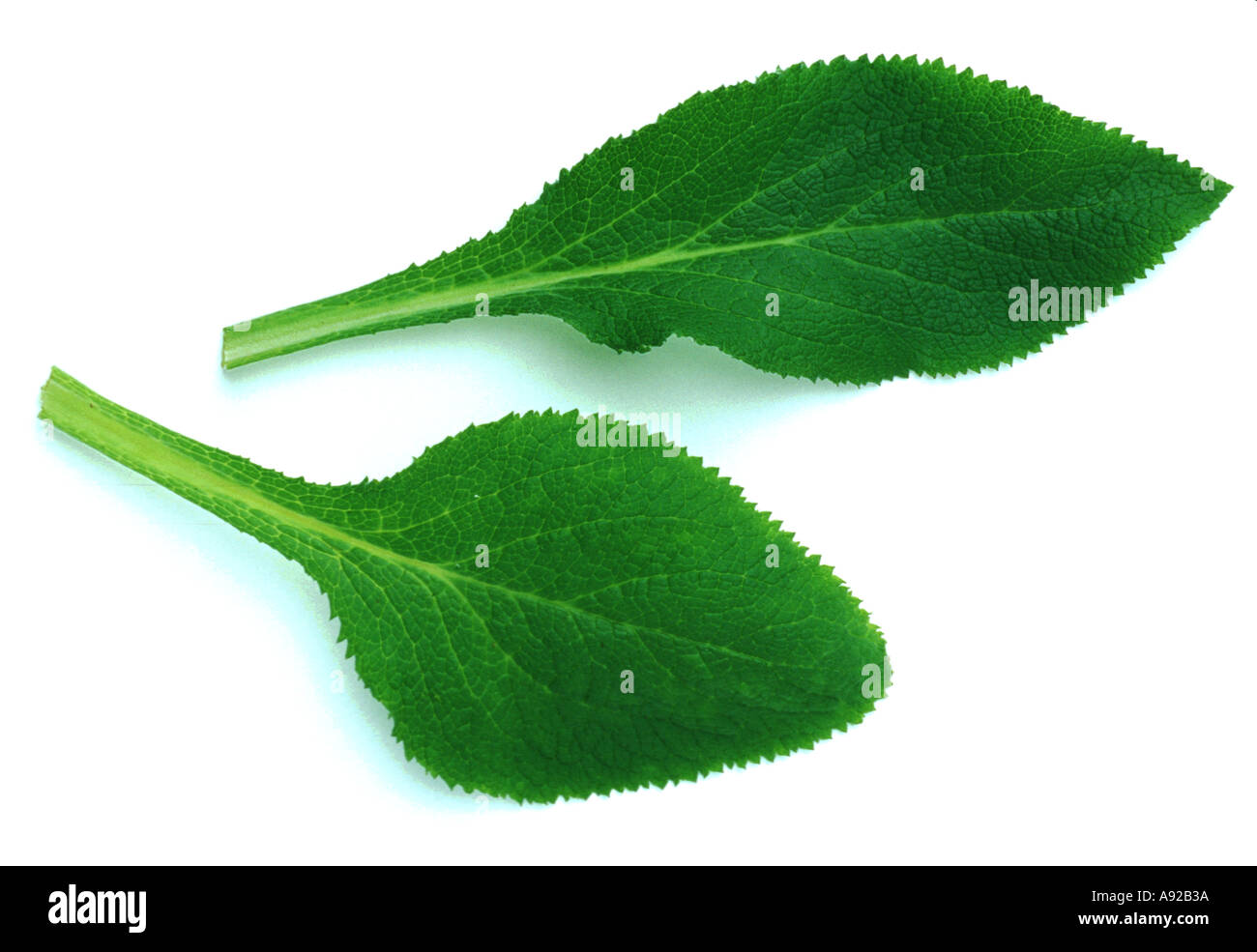 Foxglove leaves hires stock photography and images Alamy