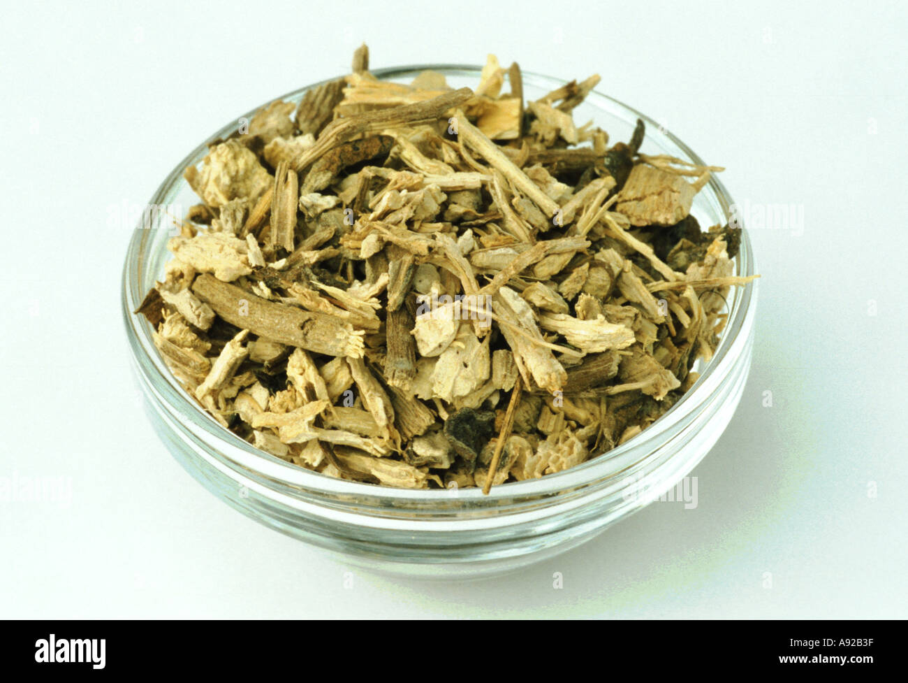 Medicinal plant root of Kava Kava Kawa Kawa Piper methysticum Stock