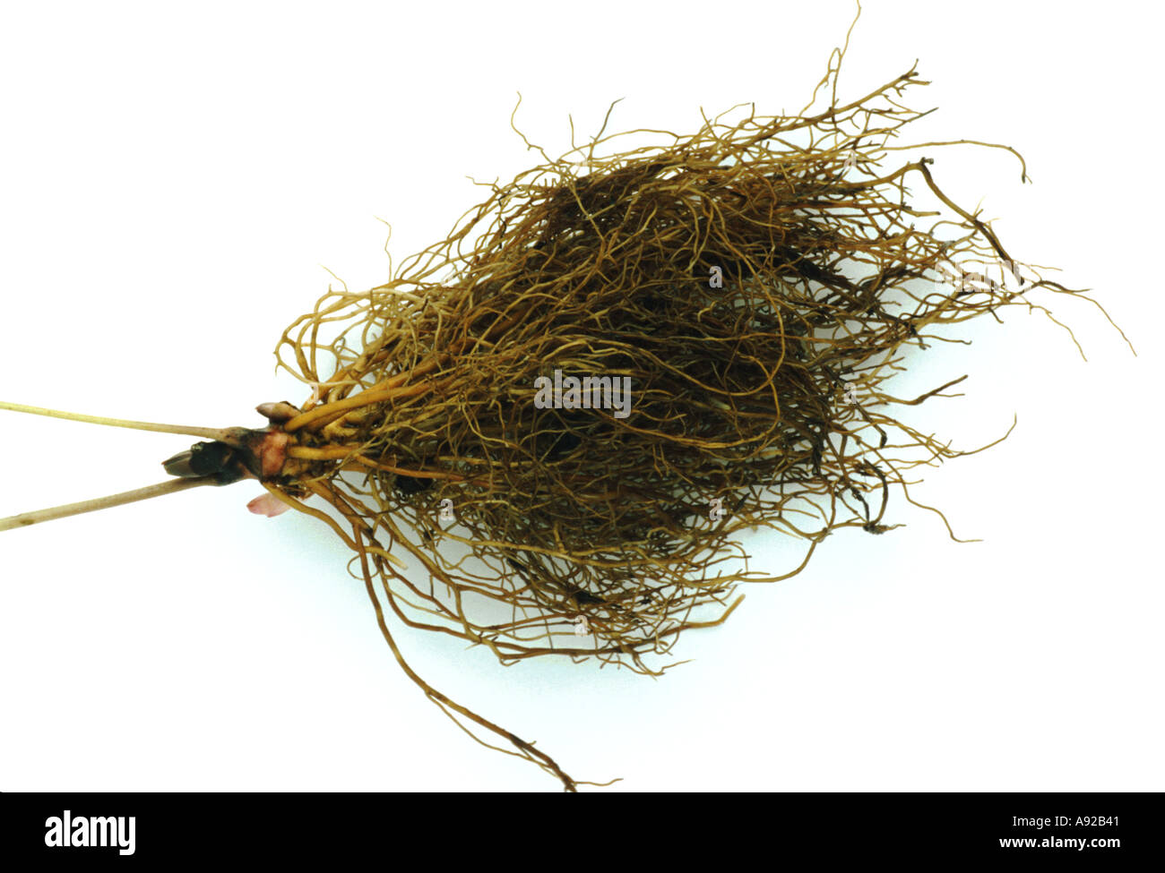 Medicinal plant root of the Black Snakeroot Cimicifuga racemosa Traubensilberkerze Wanzenkraut Stock Photo