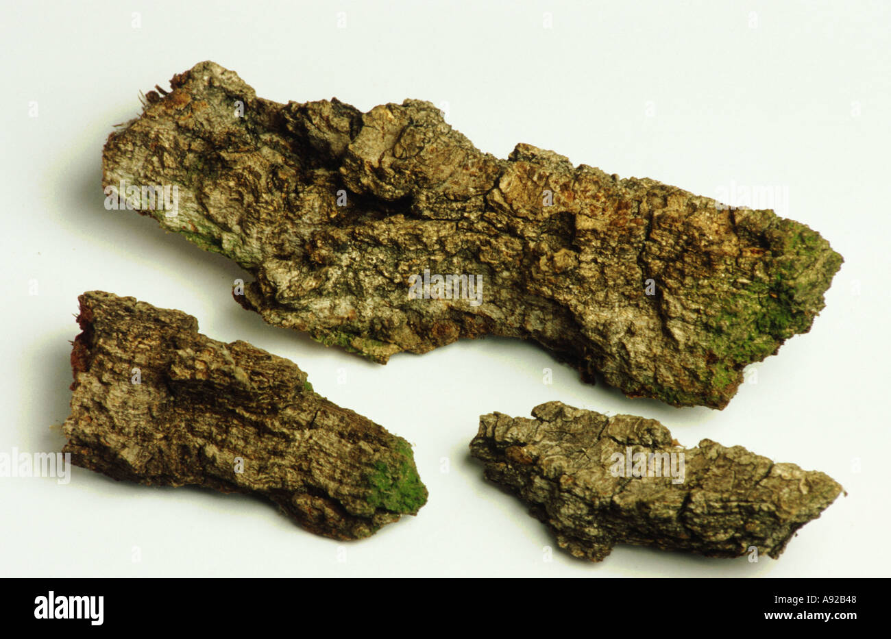 Medicinal plant Eichenrinde oak tree bork bark quercus robur Stock Photo