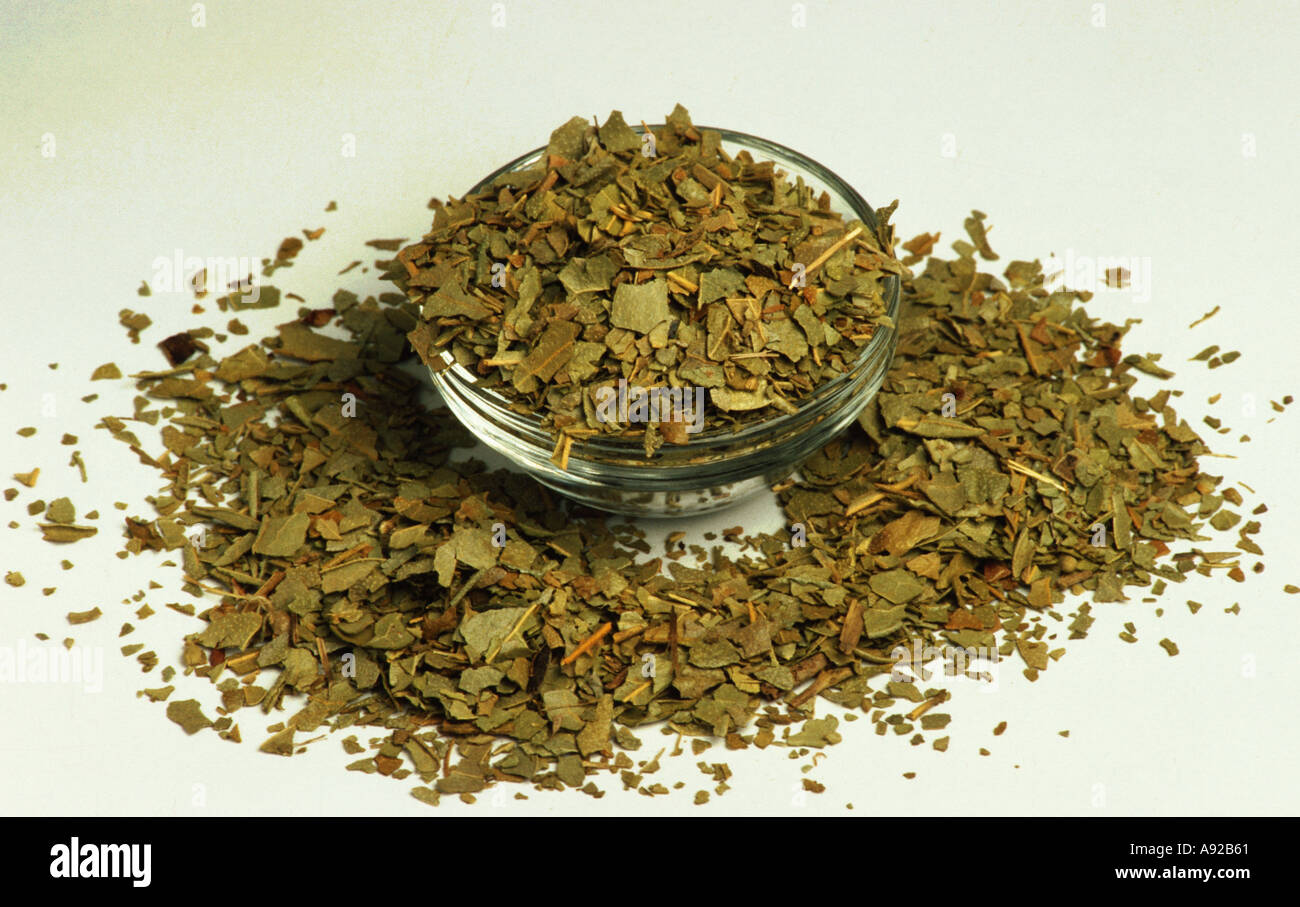 Medicinal plant Boldo Boldo folium dried leaves dry Stock Photo - Alamy