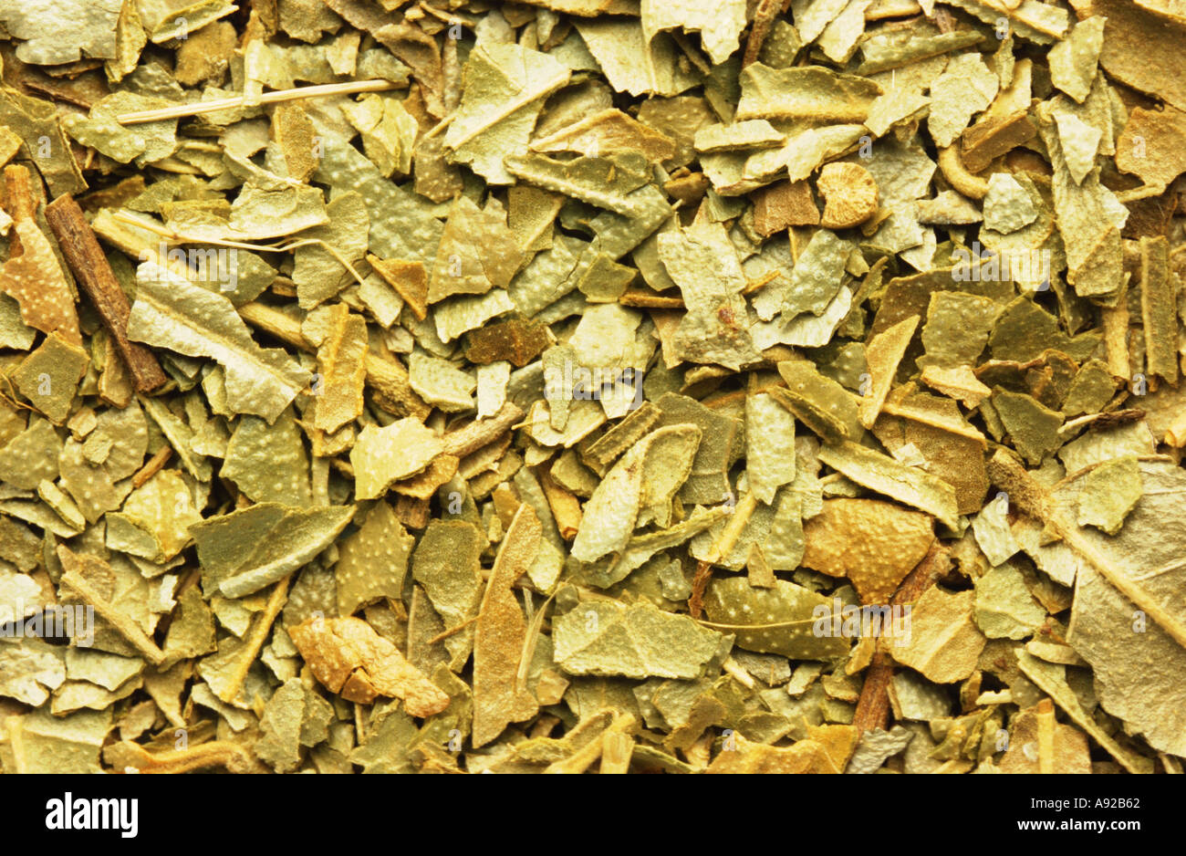 Medicinal plant Boldo Boldo folium dried leaves dry Stock Photo - Alamy