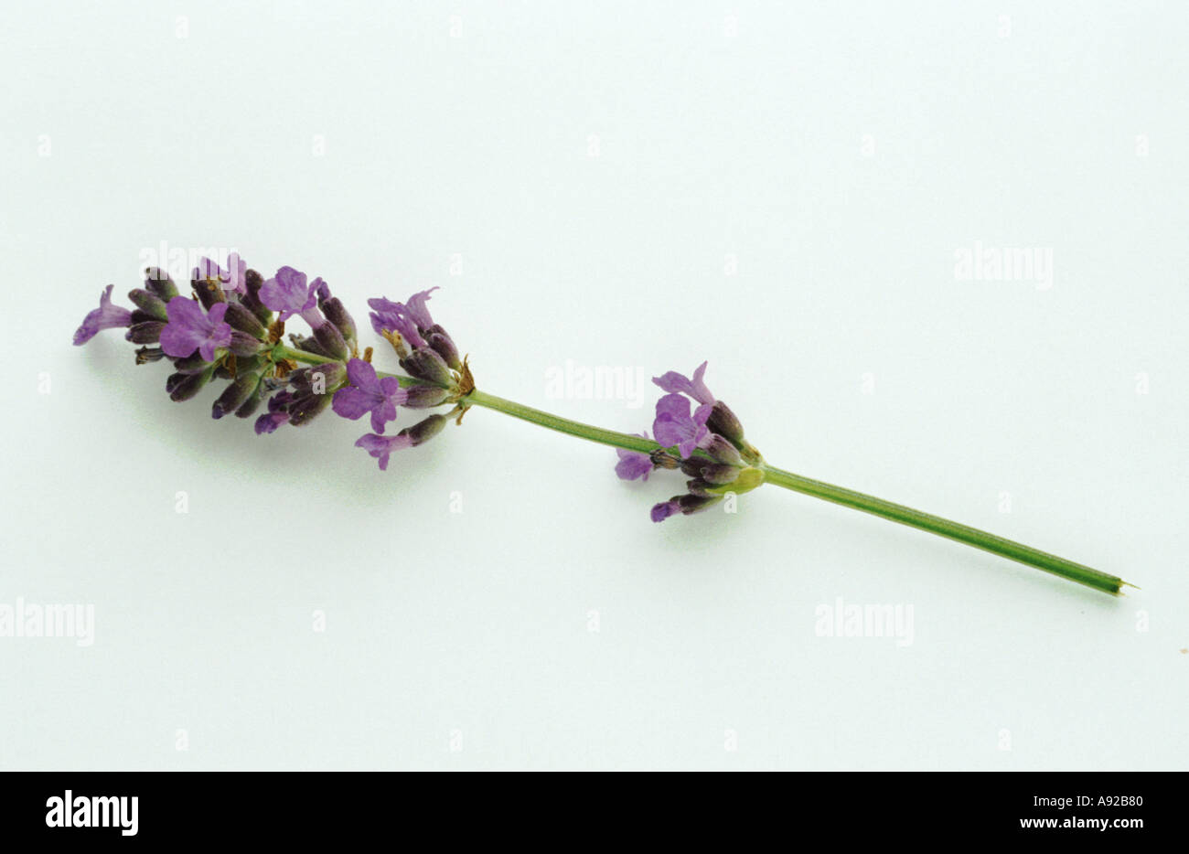 Medicinal plant Lavender Lavendel Lavendula angustifolia officinalis Stock Photo