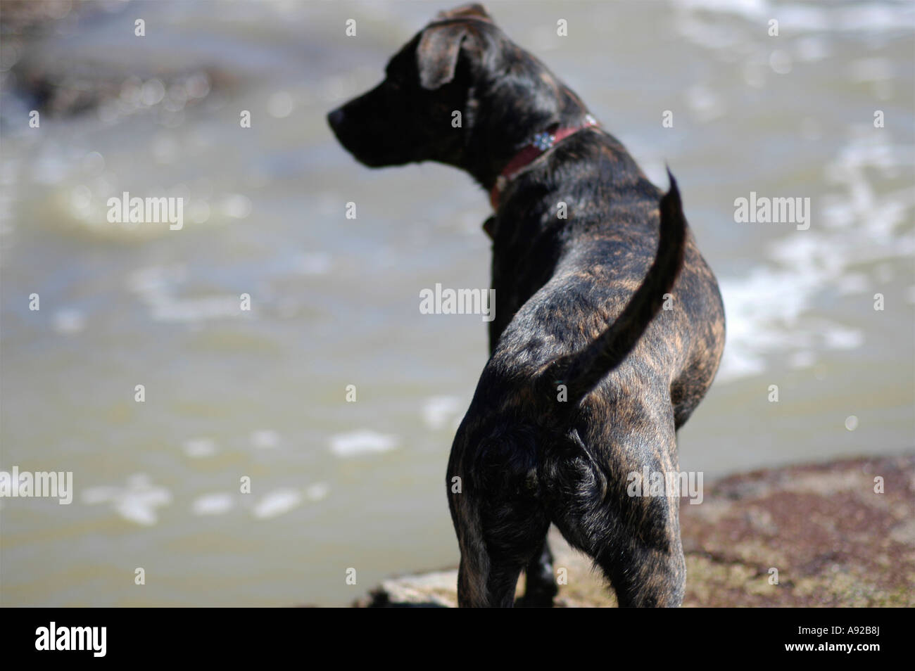 A family dog playing and exploring on a rocky beach with tide pools in Southern California USA  Stock Photo