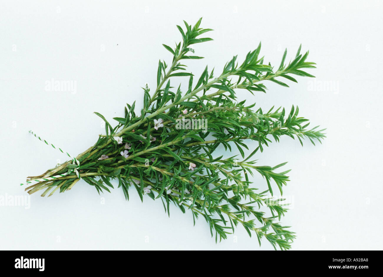 Medicinal plant spice herb Savory Bohnenkraut Satureja spp Stock Photo