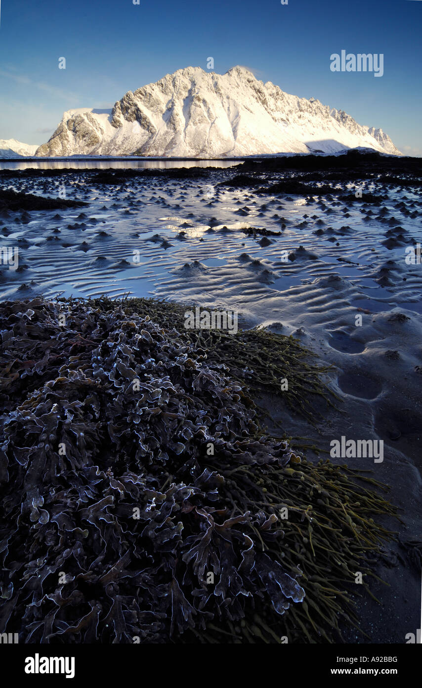 Winter landscape, beach, Lofoten, Norway, Europe Stock Photo