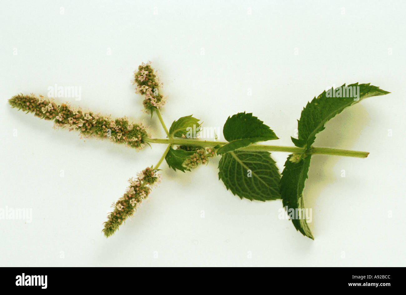 Medicinal plant Apfelminze applemint Mentha rotundifolia mint Stock