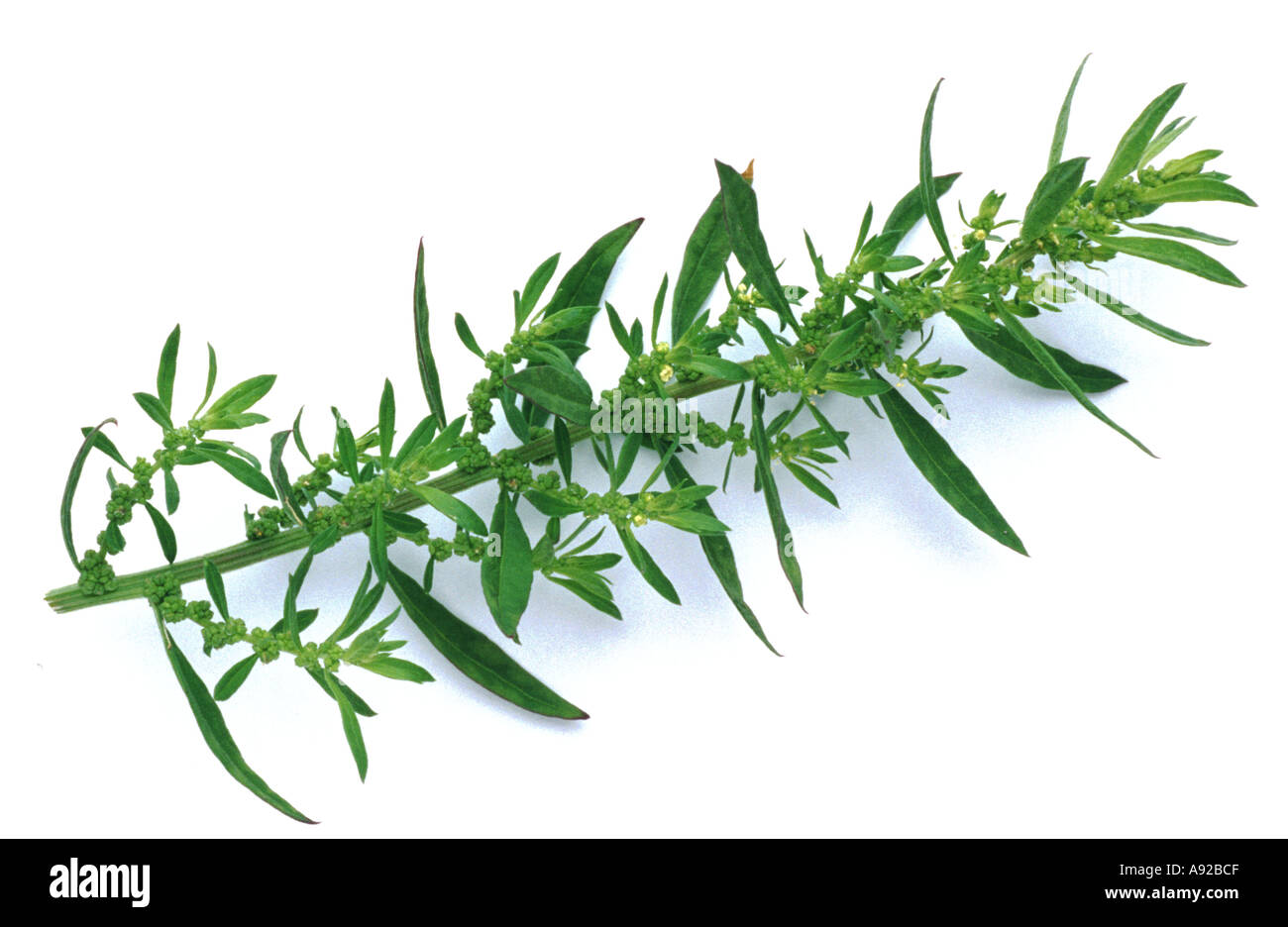 Medicinal plant herb spice Epazote Chenopodium ambrosioides mexican