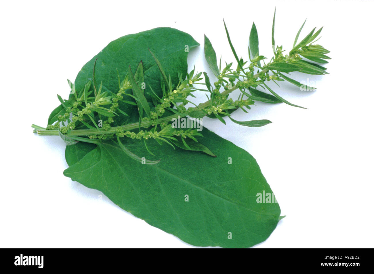 Medicinal plant herb spice Epazote Chenopodium ambrosioides mexican