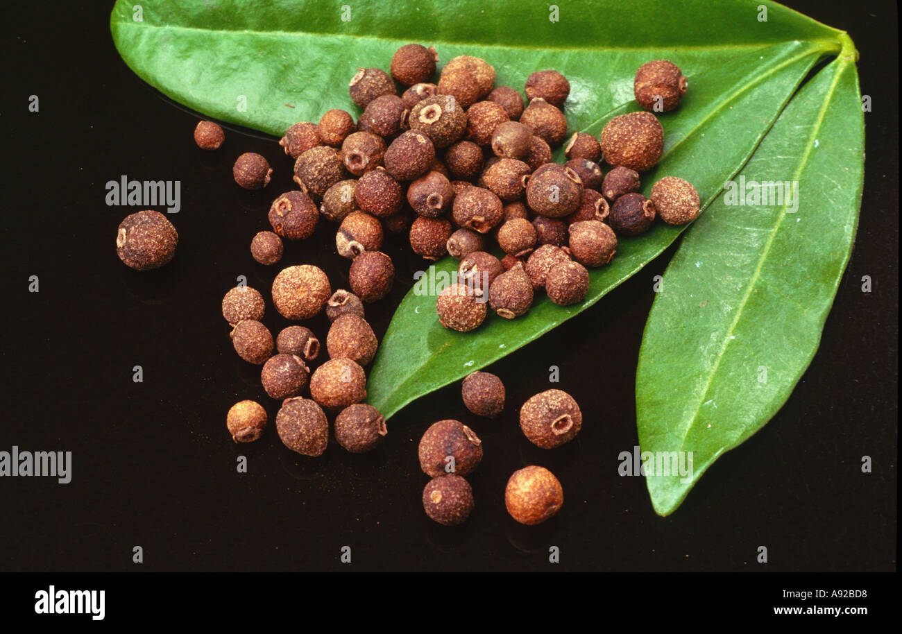 Medicinal plant spice herb Allspice Pimenta dioica Stock Photo Alamy