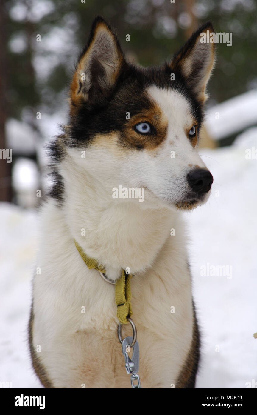 Hund leine hi-res stock photography and images - Page 2 - Alamy