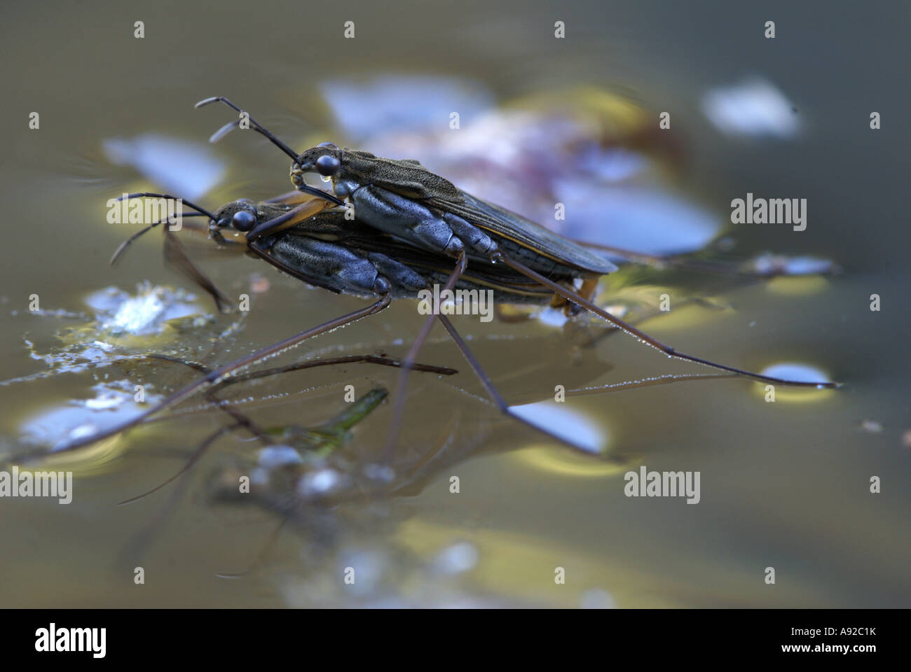 Water strider (Gerris spec.) Stock Photo