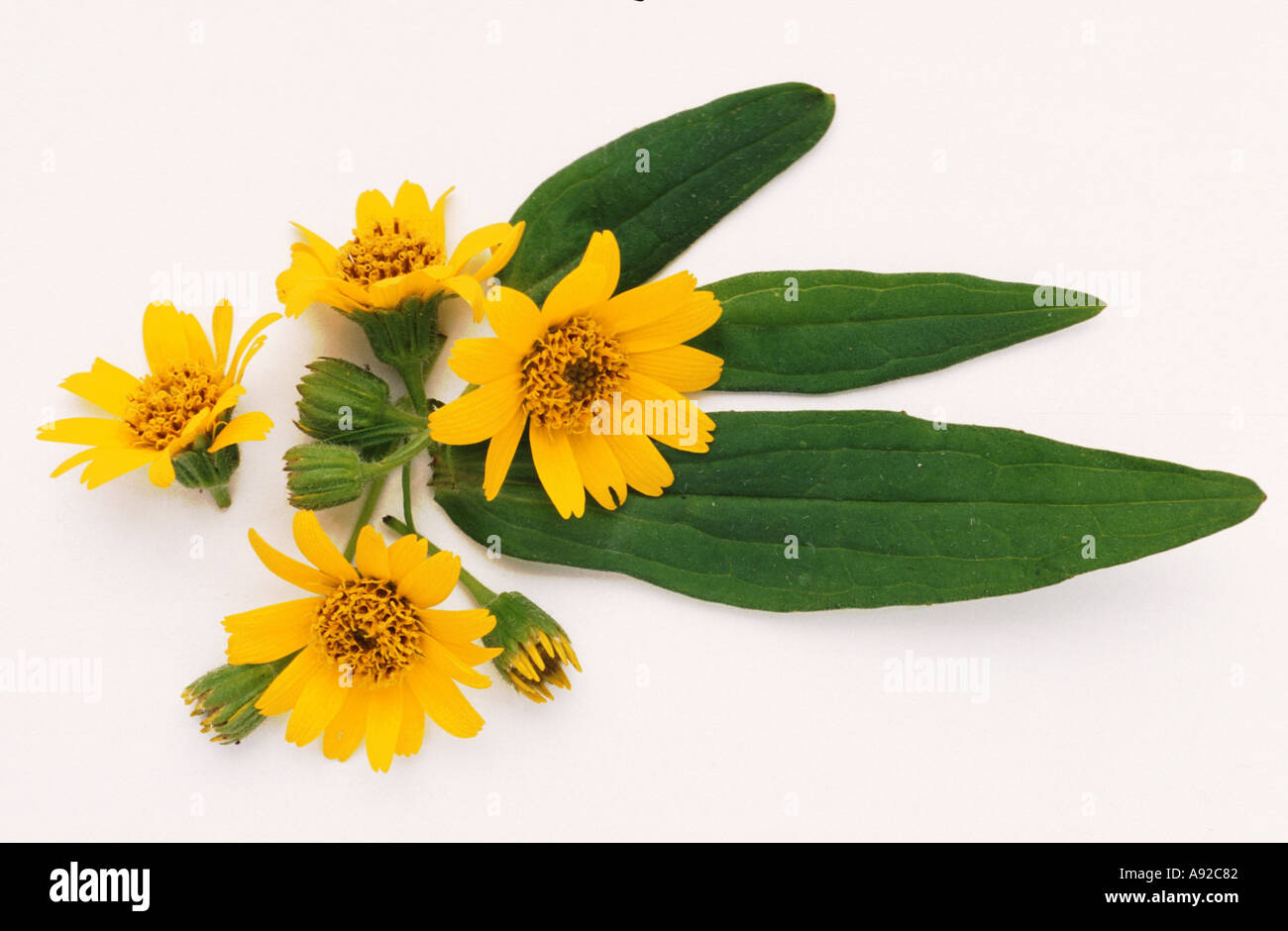 Medicinal plant Arnica Arnica montana Stock Photo Alamy