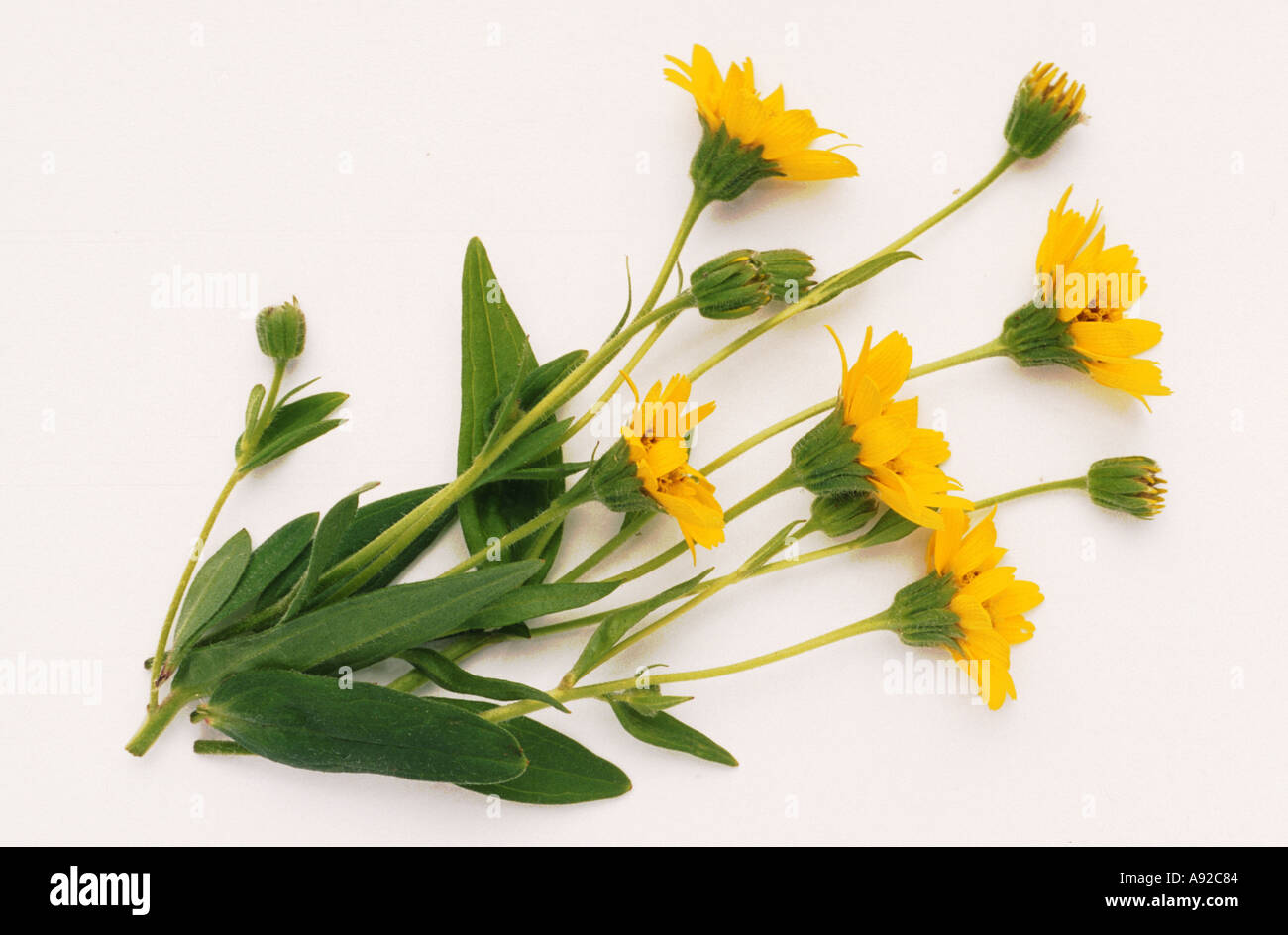 Medicinal plant Arnica Arnica montana Stock Photo Alamy